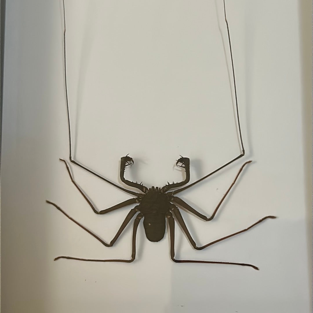 Tailless Whip Scorpion (Amblypygi) in a frame