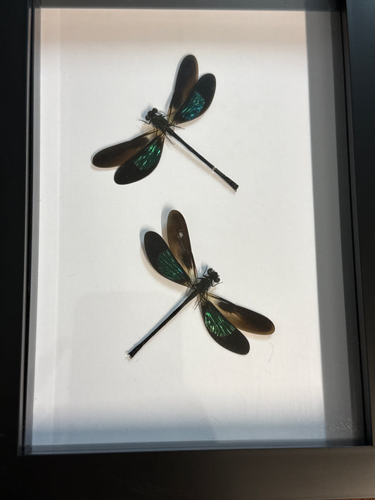 Euphaea variegata Damselfy Duo Frame