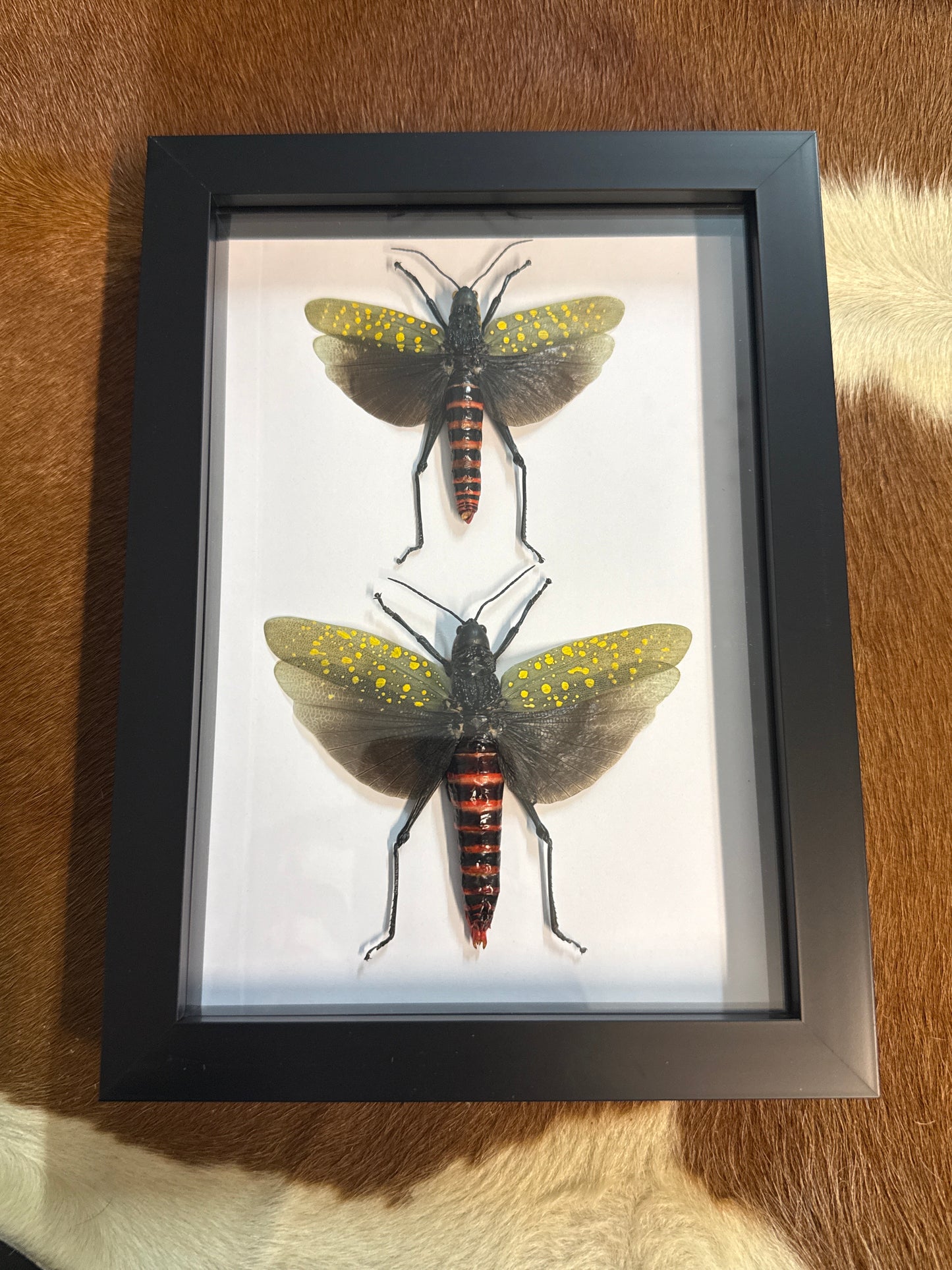 Aularches punctatus Grasshopper Duo Frame