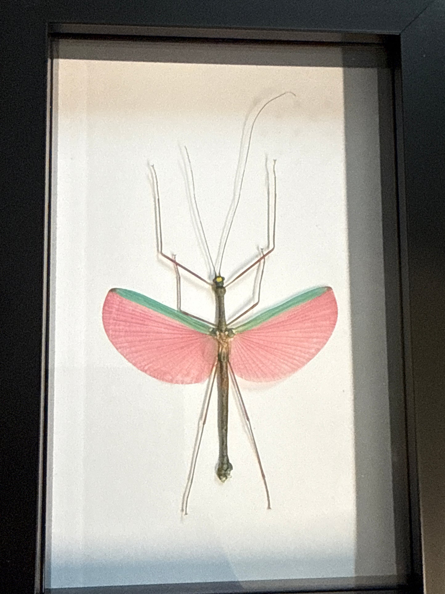 Pink Winged Stick Insect in a Frame