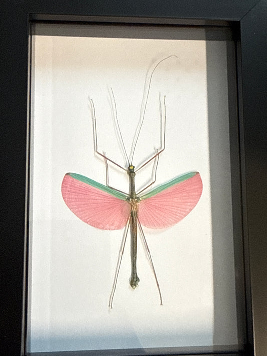 Pink Winged Stick Insect in a Frame