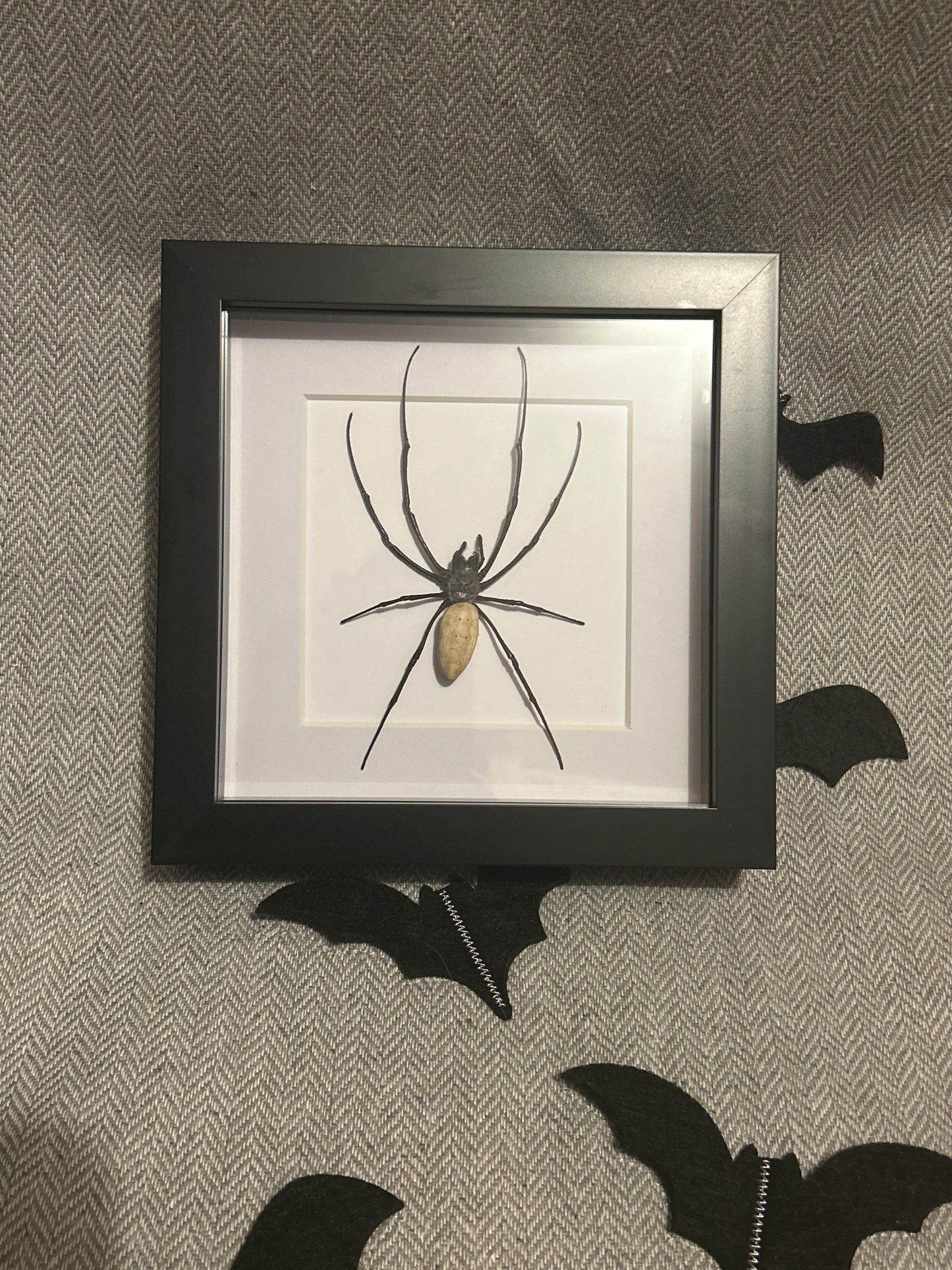 Orb Weaver Spider Frame