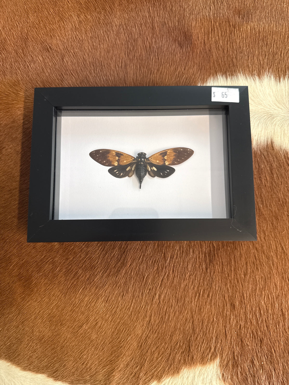 Ambragaeana ambra Cicada in a Frame