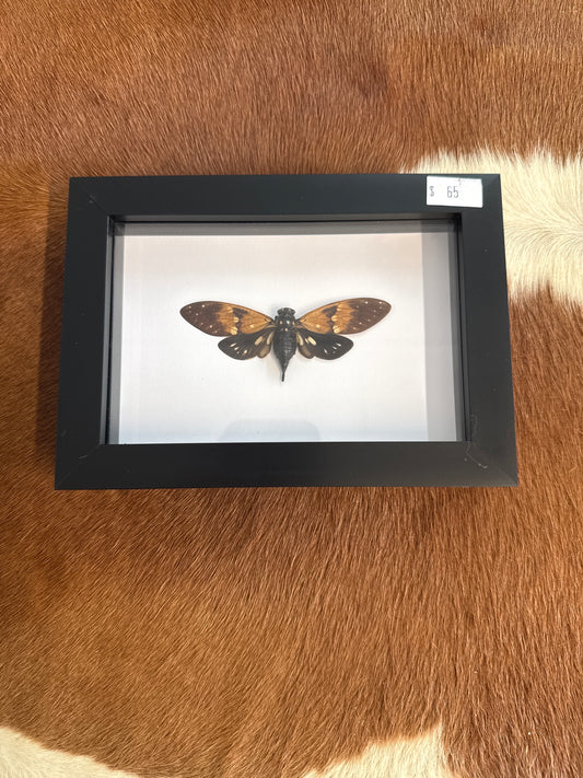 Ambragaeana ambra Cicada in a Frame