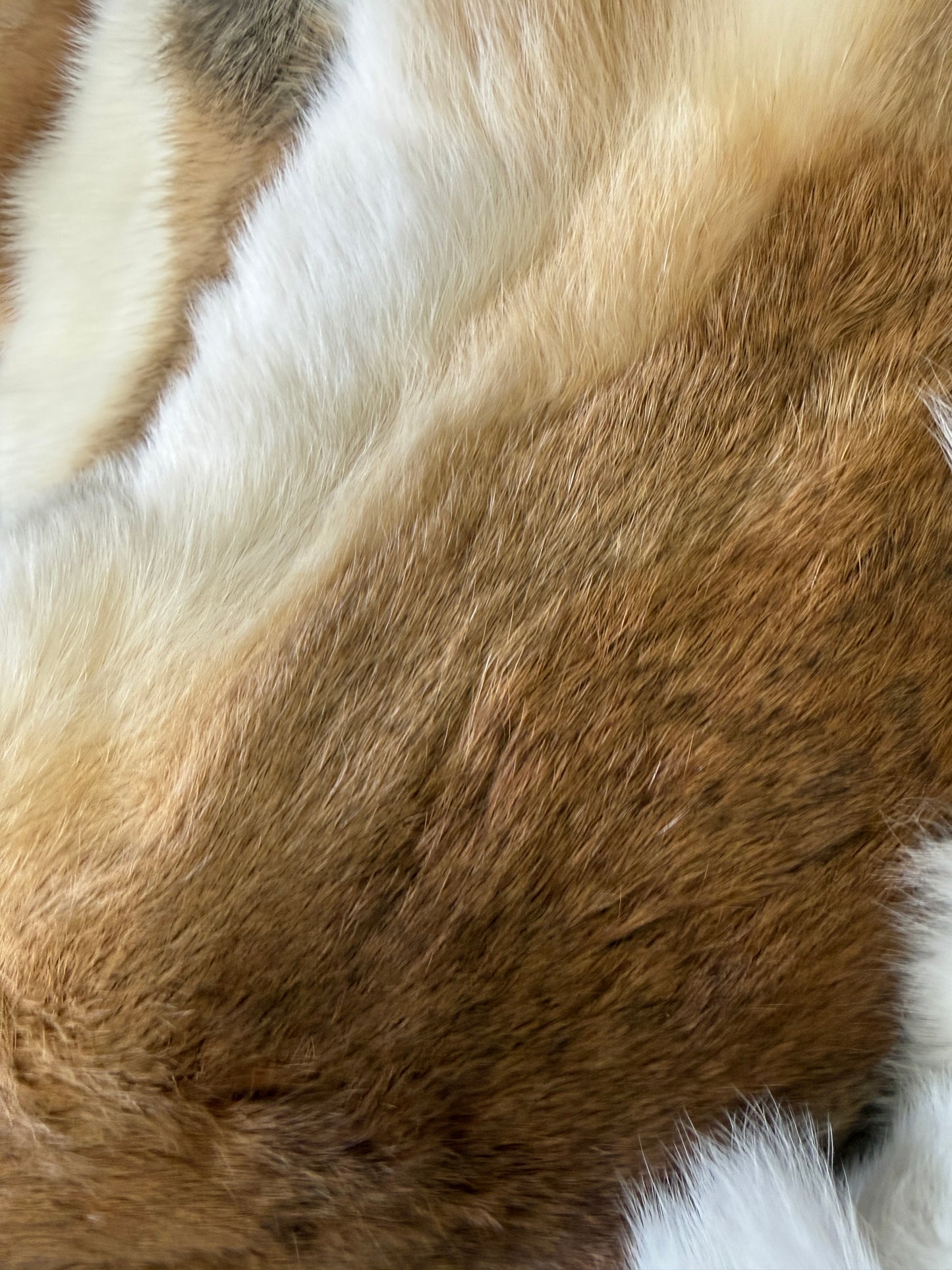 Rabbit Fur Pelt - Pumpkin Cat Collectables