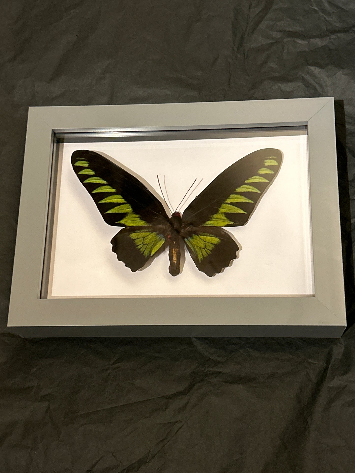 Rajah Brooke’s Birdwing butterfly in a  Frame