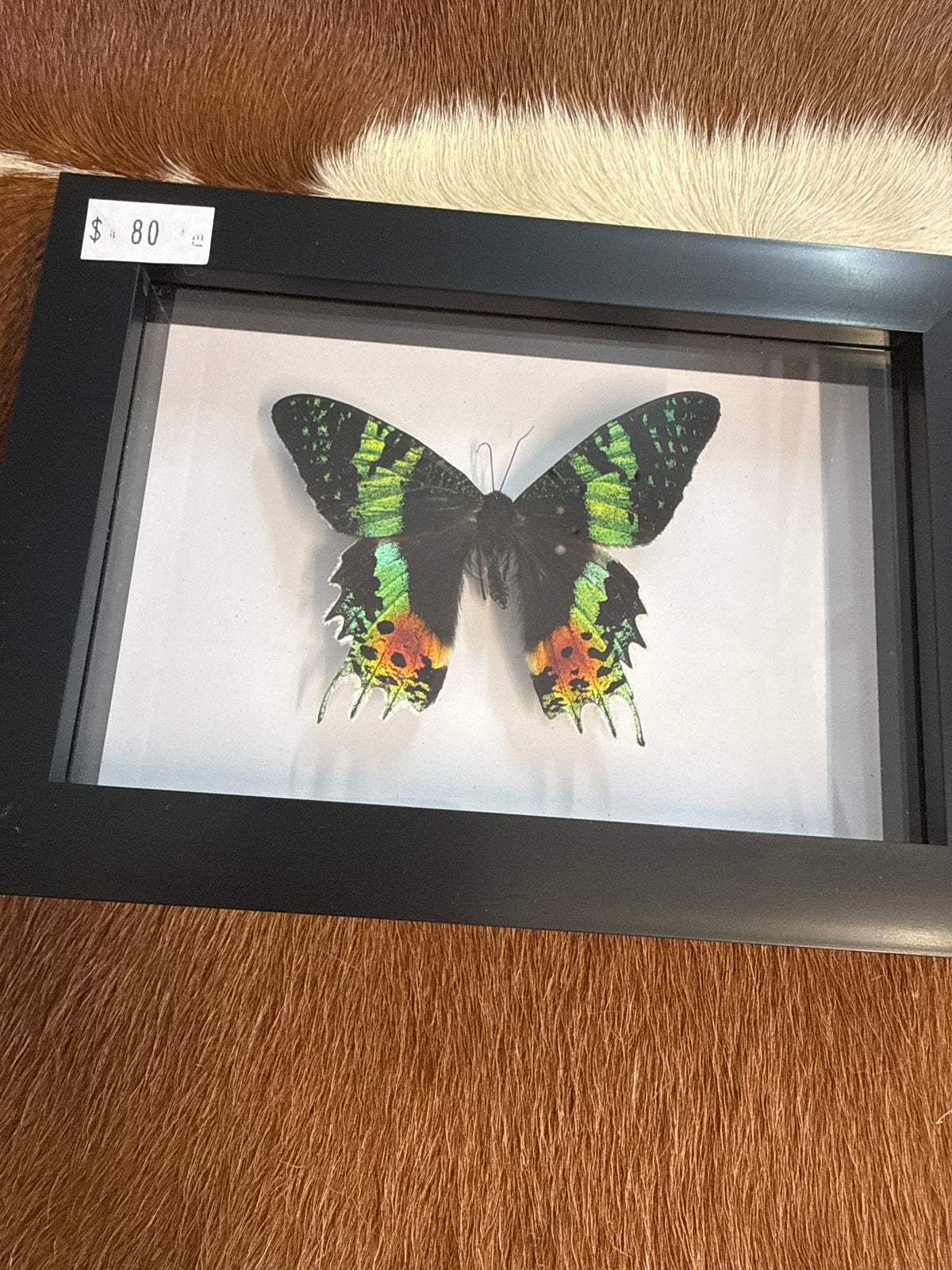 Madagascan Sunset Moth (Urania ripheus) Frame