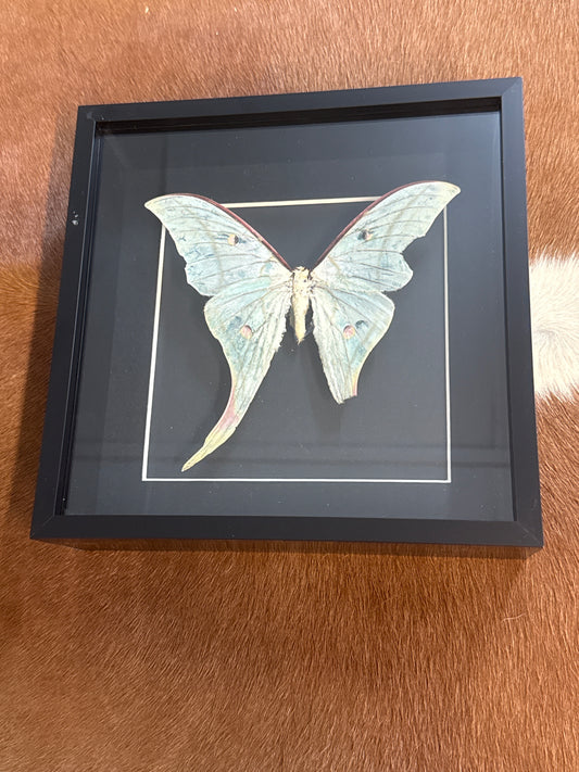 Luna Moth in a Frame