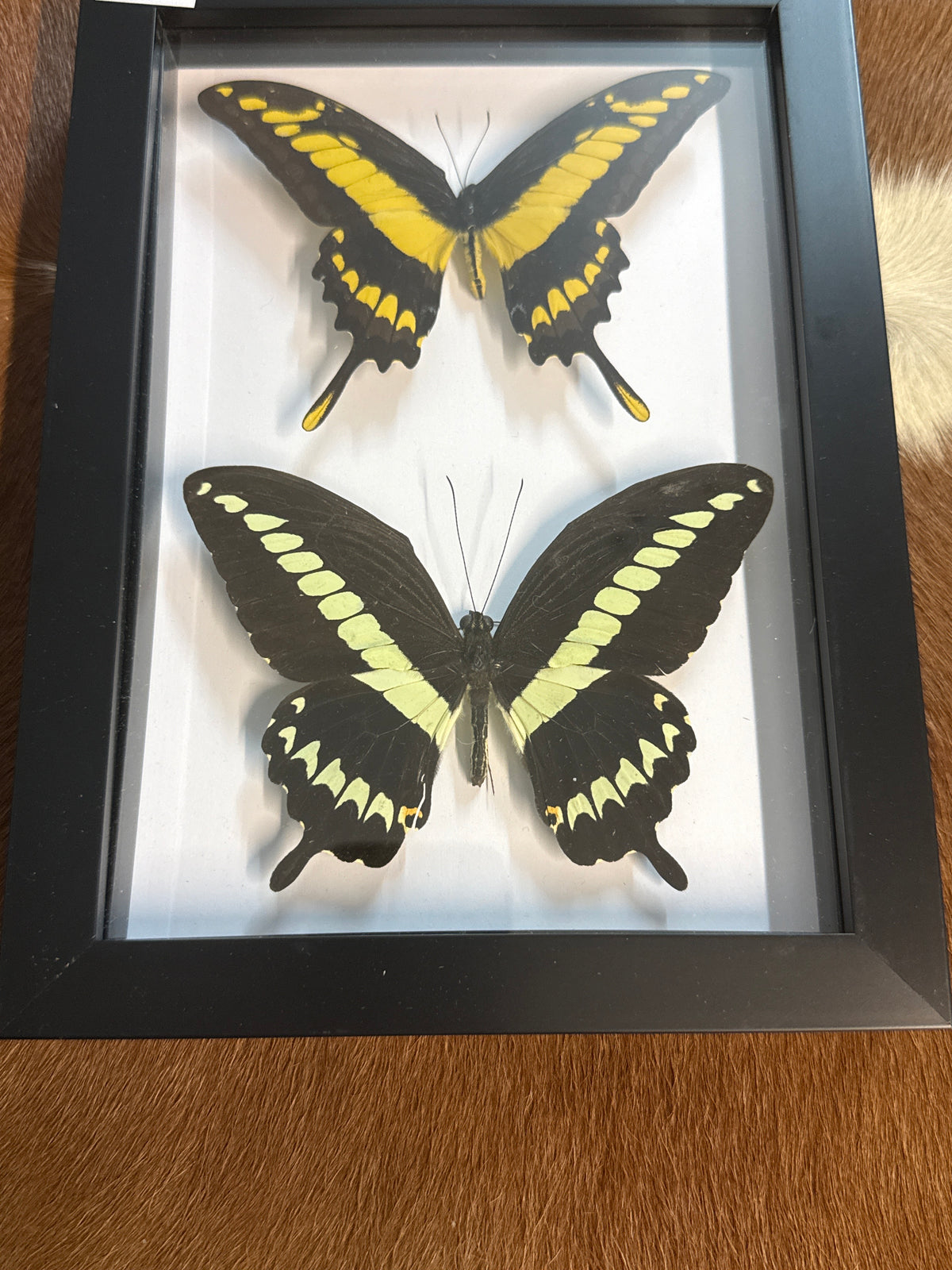 P. gigon & King Thoas Butterfly Duo