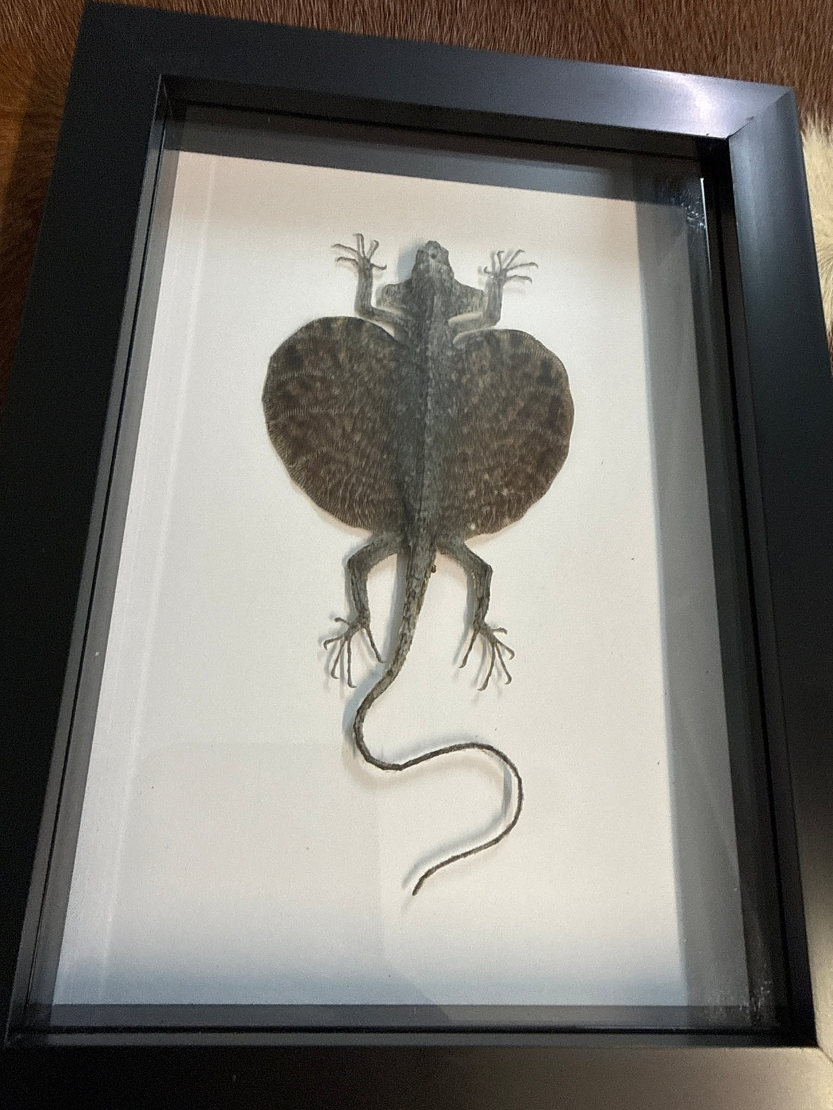 Flying Lizard (Draco volans Volans) Frame