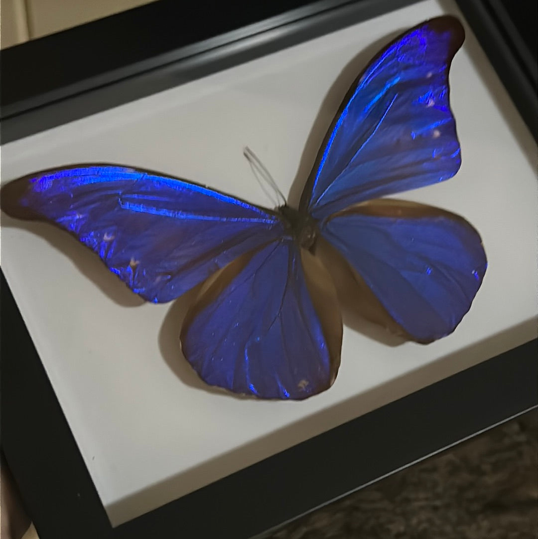 Morpho rhetenor cacica Butterfly in a frame