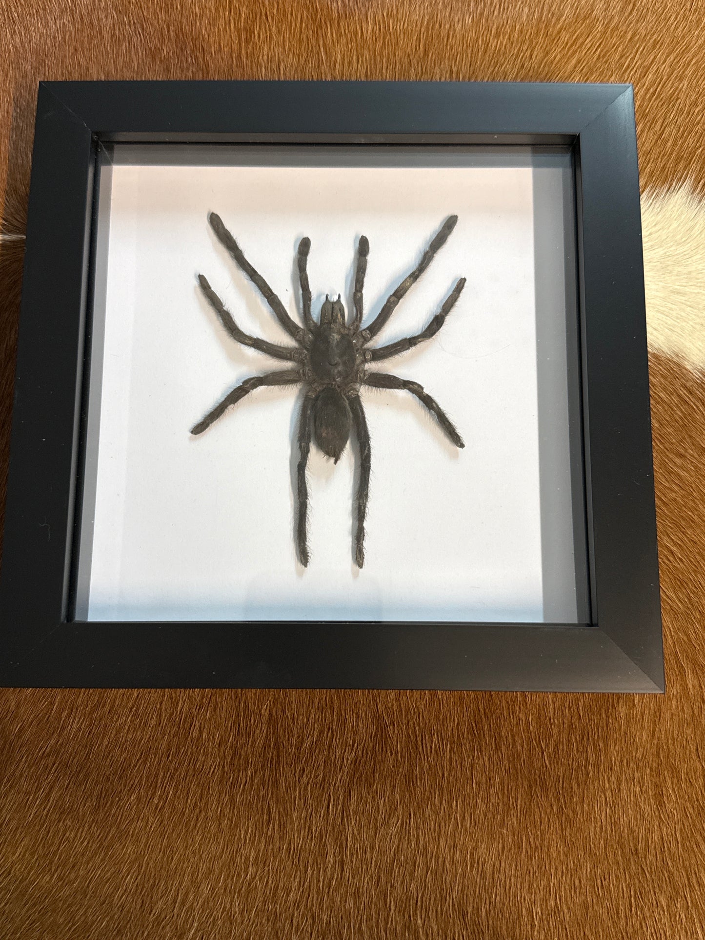 Selenocosmia dolichoplectra Tarantula in a frame