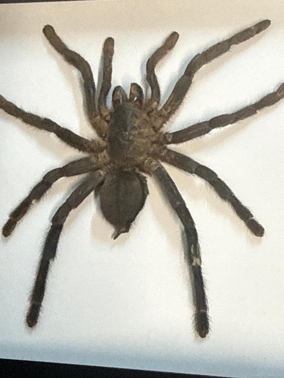 Cobolt Blue Tarantula (haplopelma Librium) in a Frame