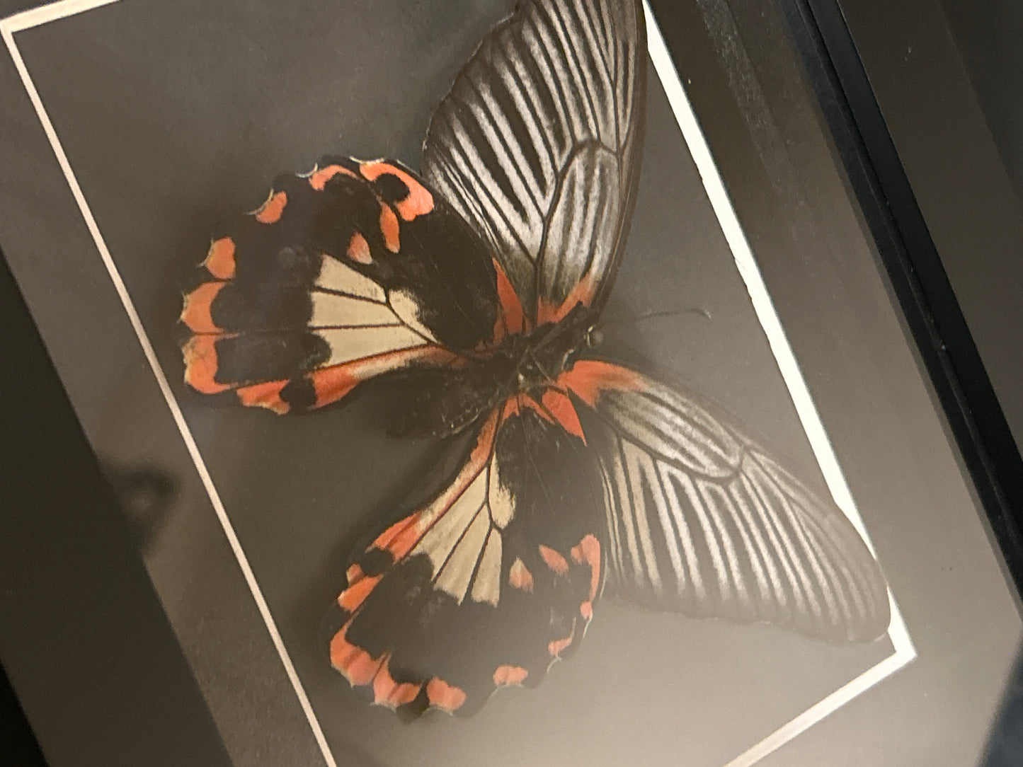 Papilio Romanzovia butterfly in a frame