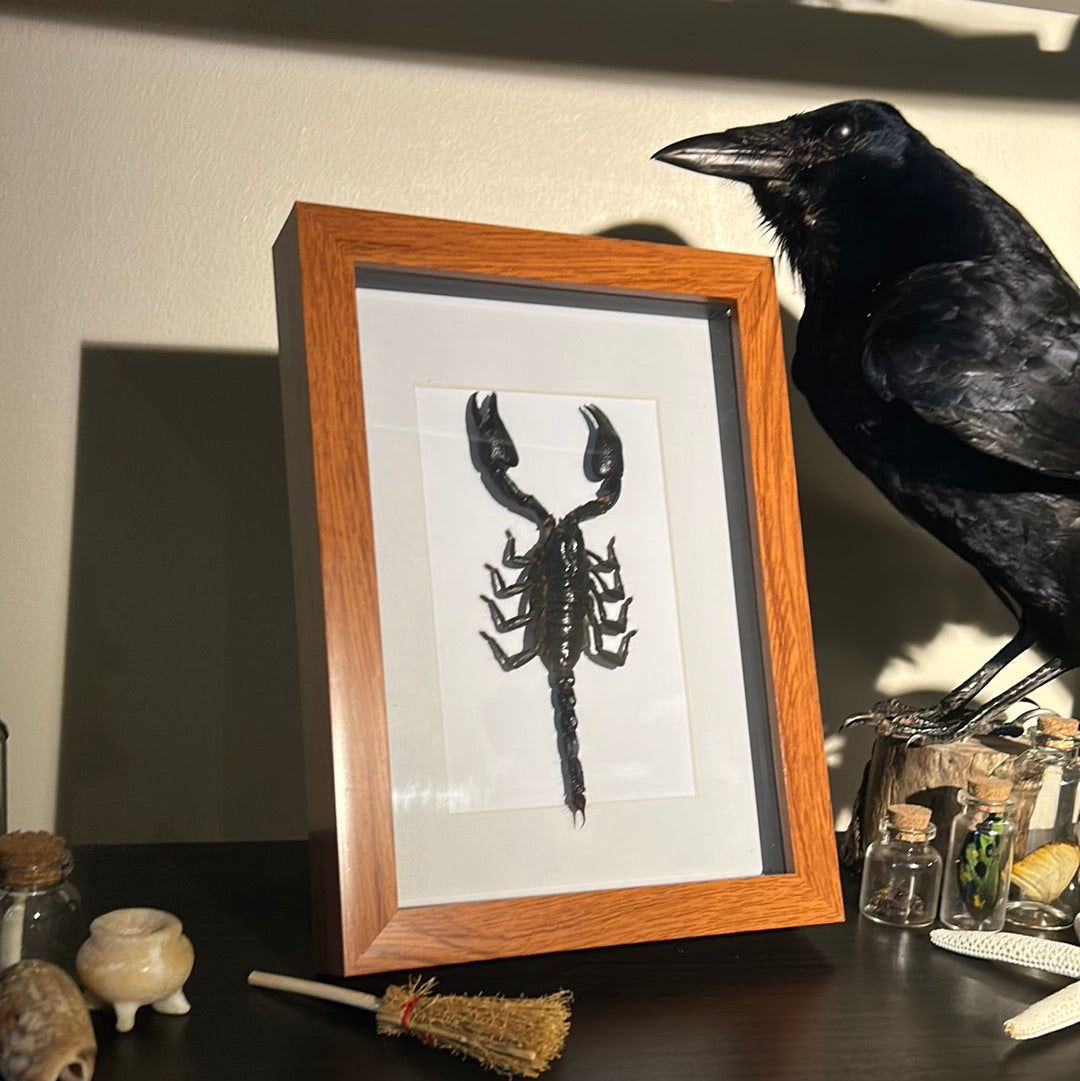 Heterometrus cyaneus Scorpion in a frame
