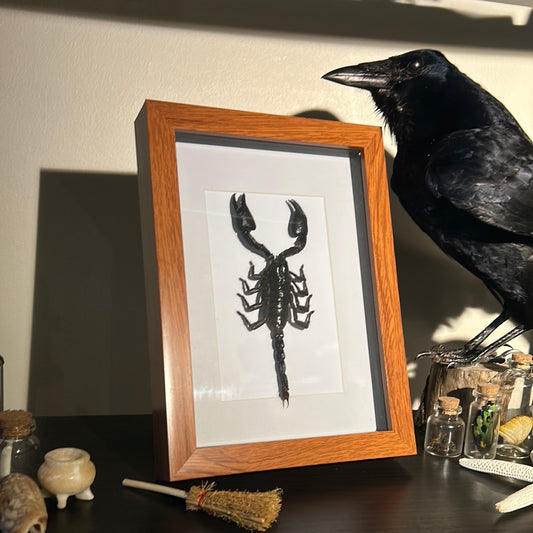 Heterometrus cyaneus Scorpion in a frame