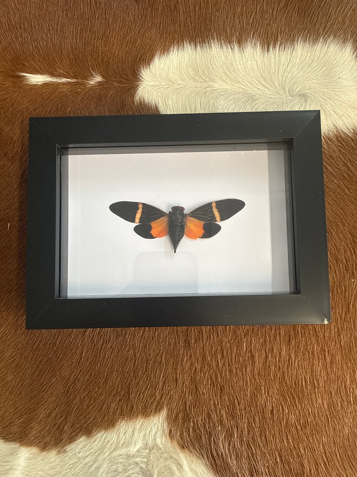 Tosena paviei Cicada in a Frame