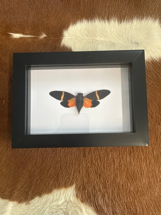 Tosena paviei Cicada in a Frame