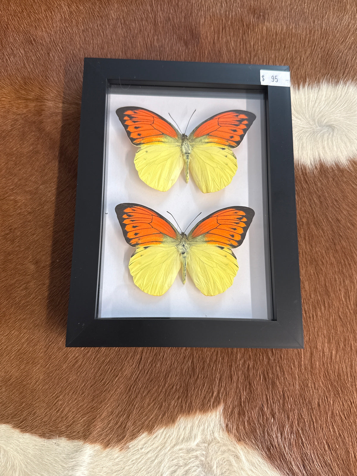 Orange Tip Butterfly Duo Frame
