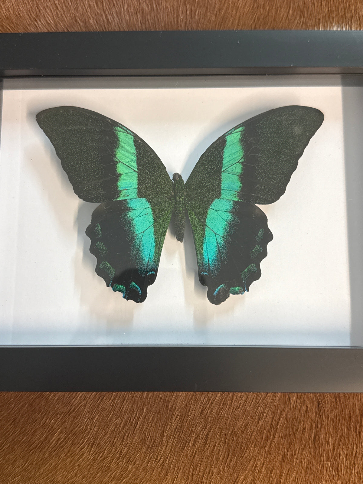 Papilio blumei Butterfly in a frame - A2