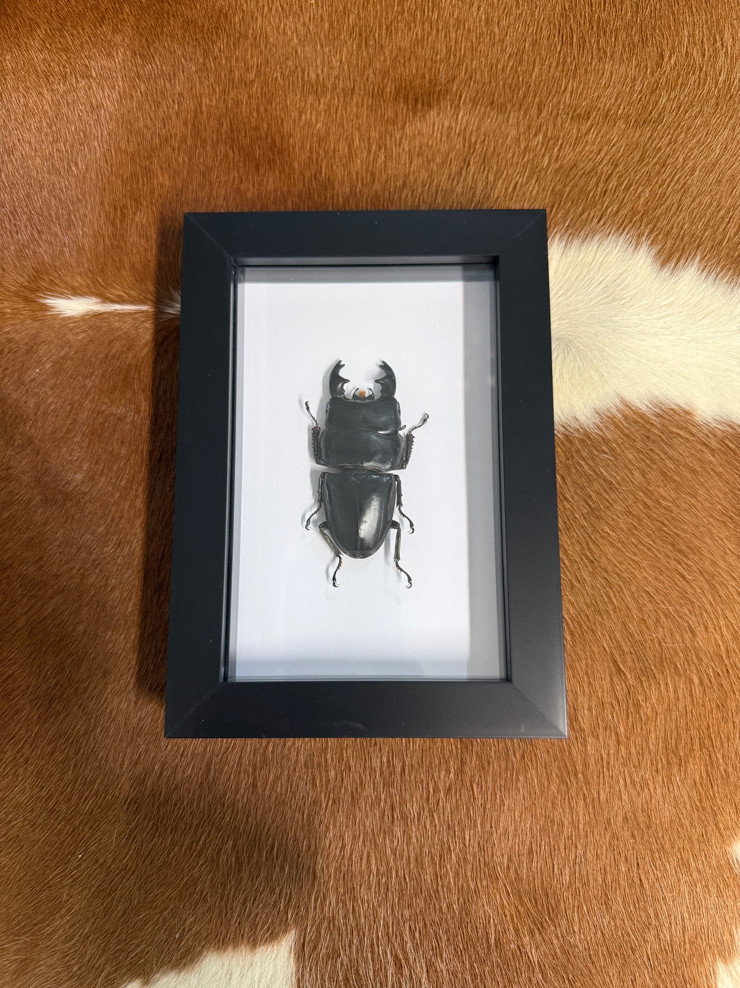 Dorcus alcides Beetle Frame - Pumpkin Cat Collectables