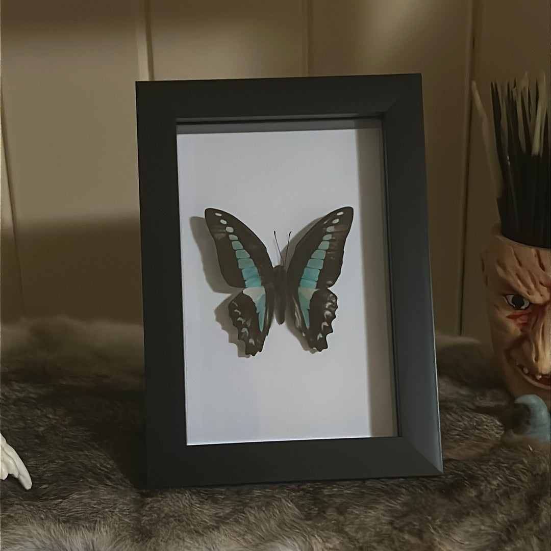 Common Bluebottle Butterfly in frame