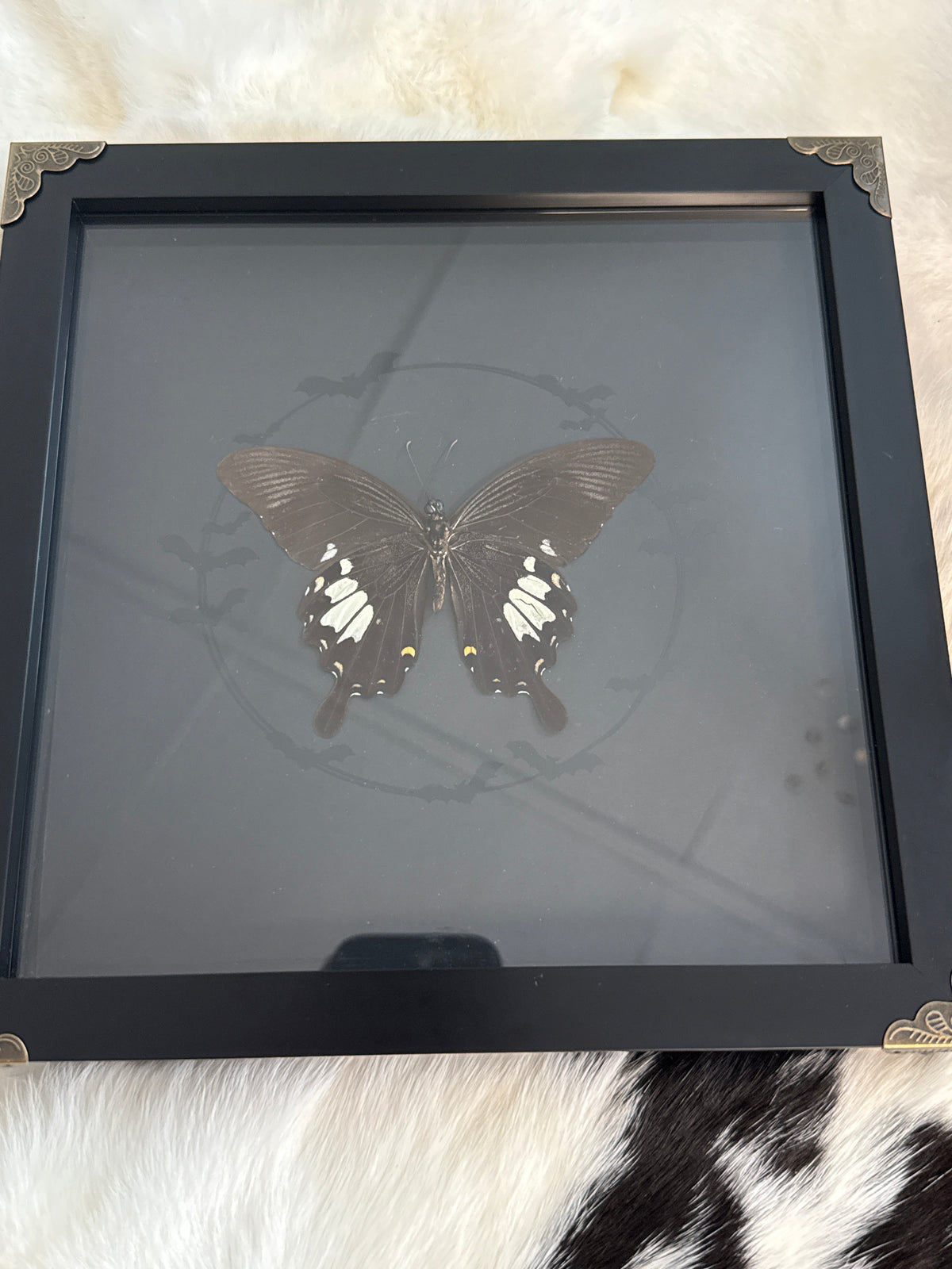 Helen Swallowtail Butterfly in a Frame