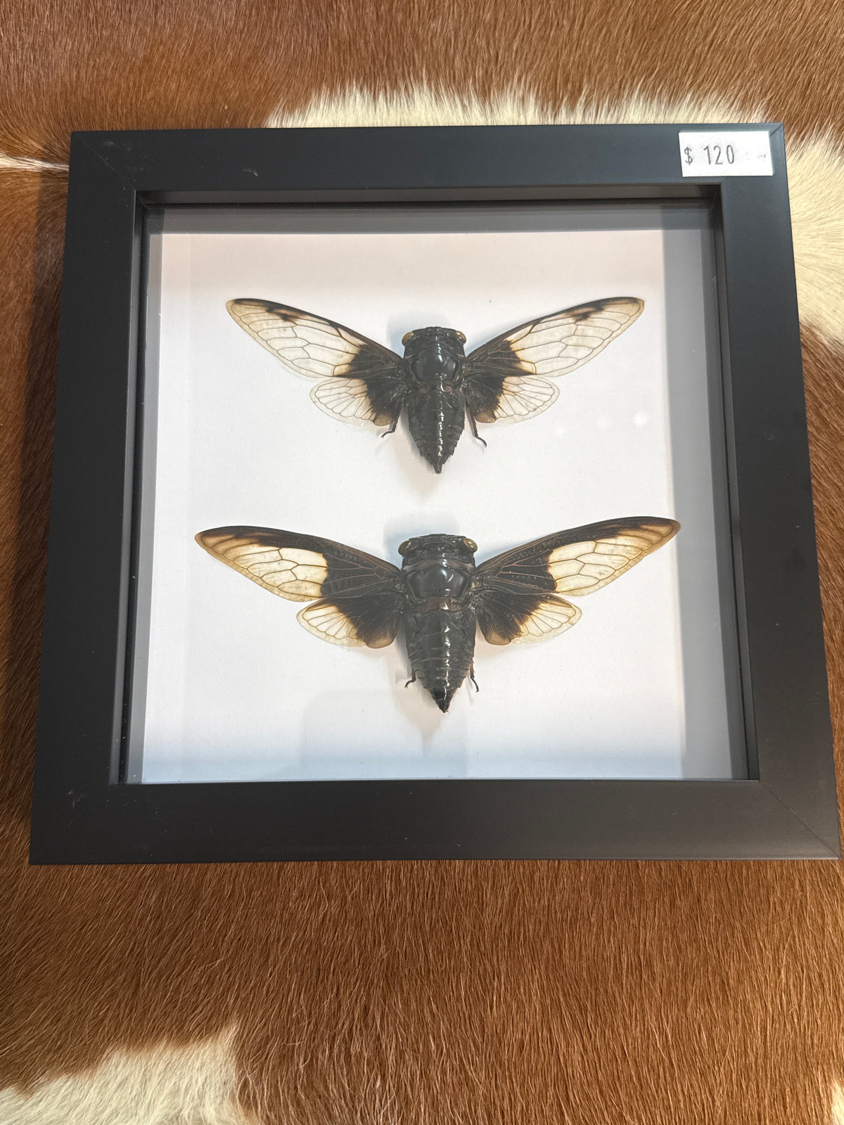 Cryptotympana Cicada Duo Frame