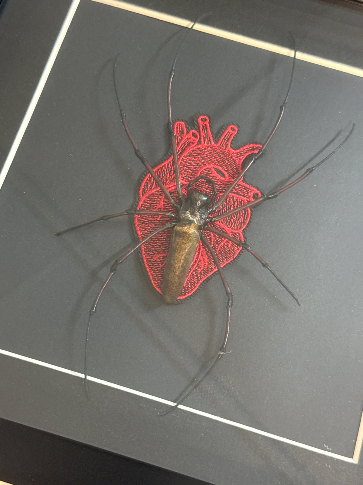 Orb Weaver Spider in a Frame