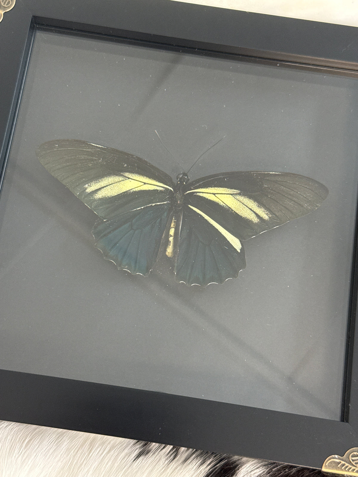 Battus crassus Butterfly in a Frame