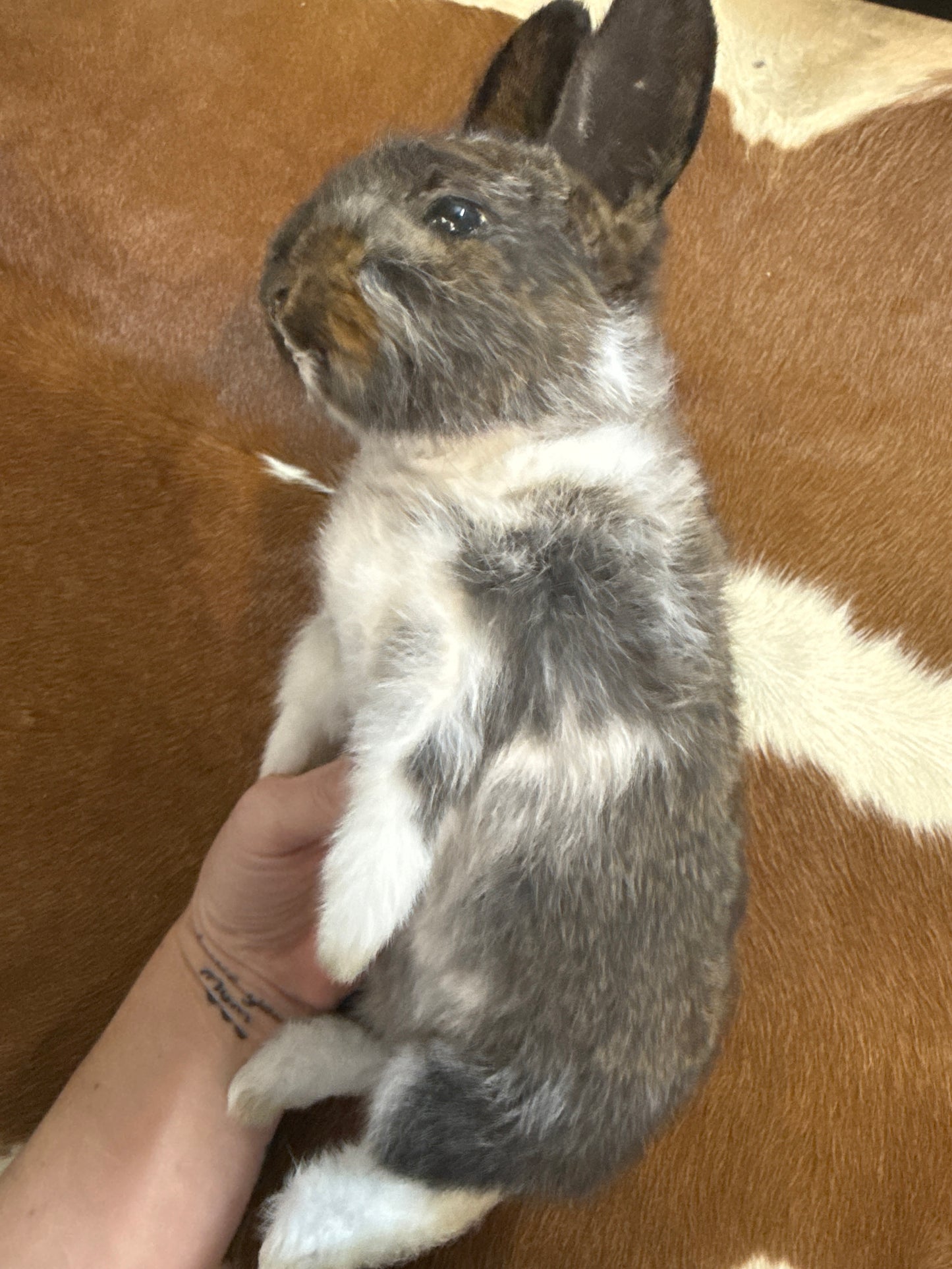 Taxidermy Bunny Mount 'Melanie'