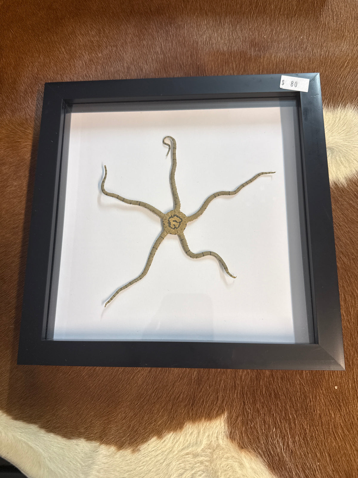 Brittle Starfish in a Frame