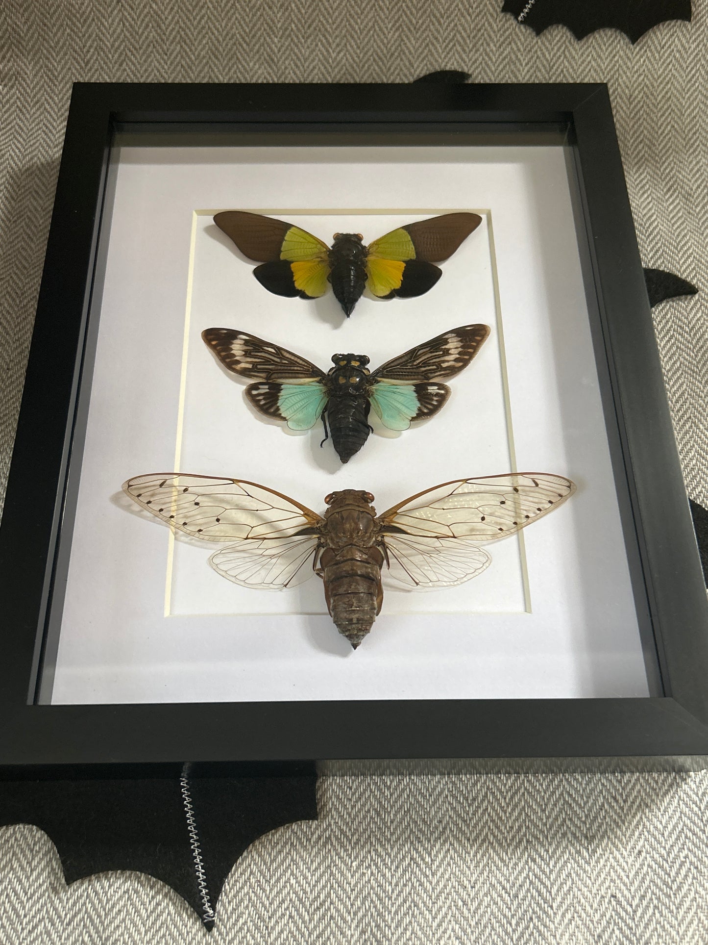 Cicada Trio Frame