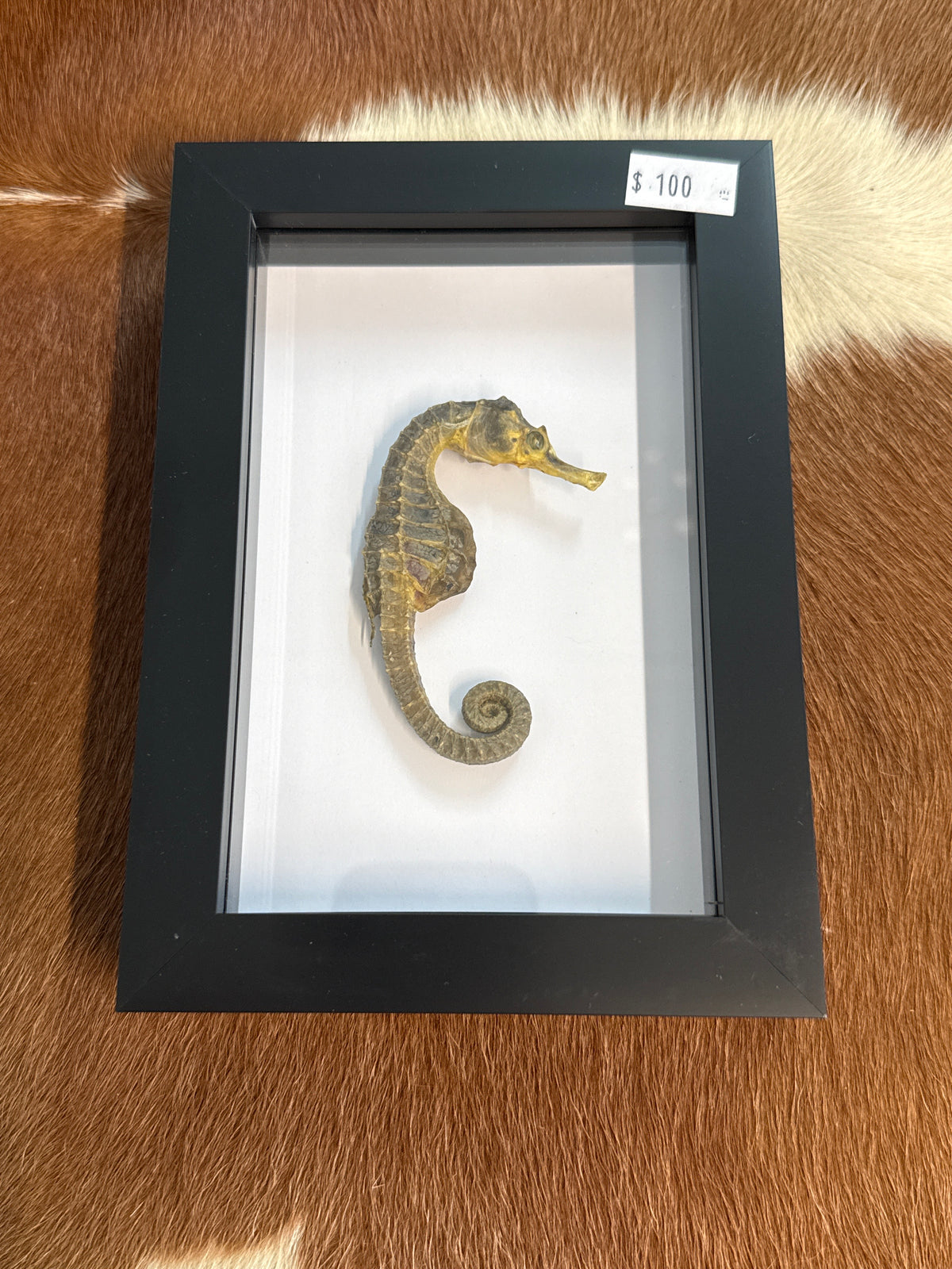 Preserved Seahorse in a Frame