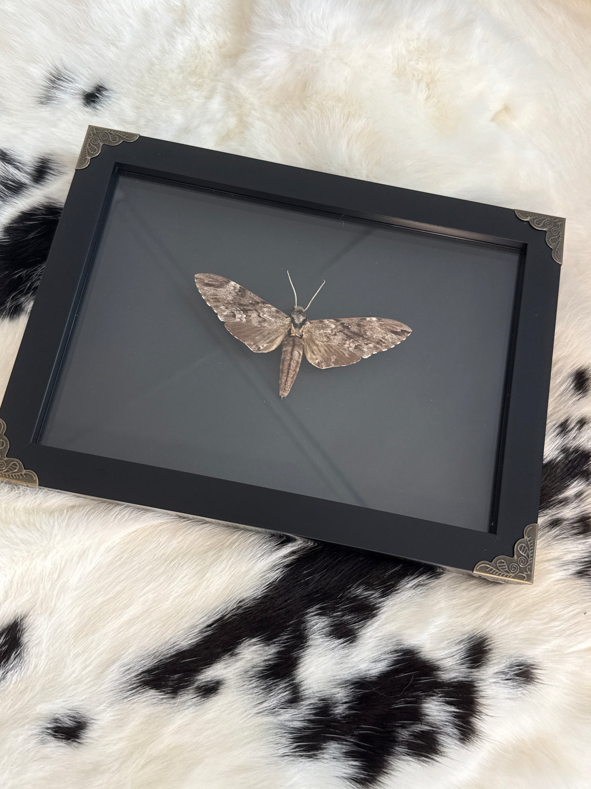 Plain Grey Hawkmoth in a Frame