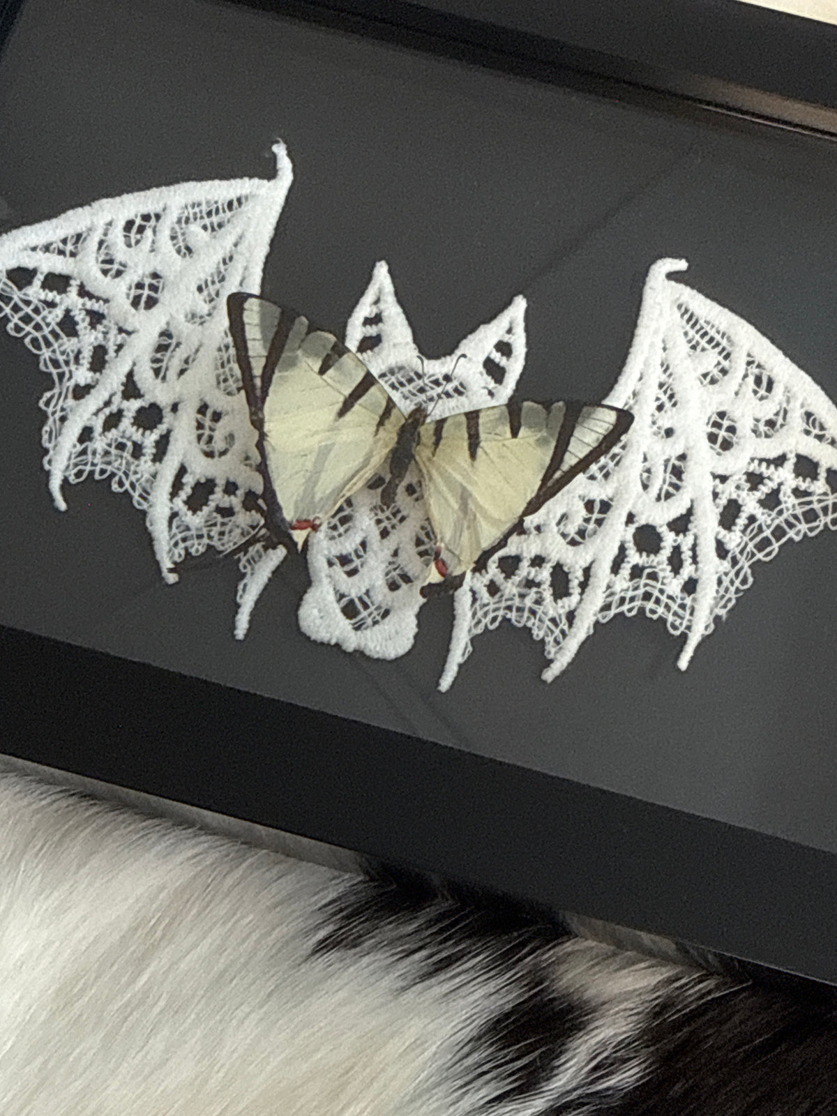 Graphium agetes Butterfly in a Frame