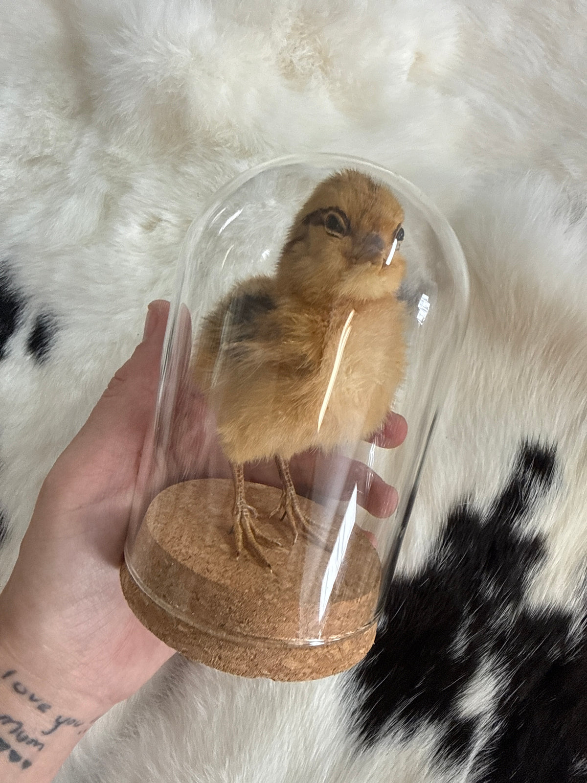Taxidermy Chick in a Dome