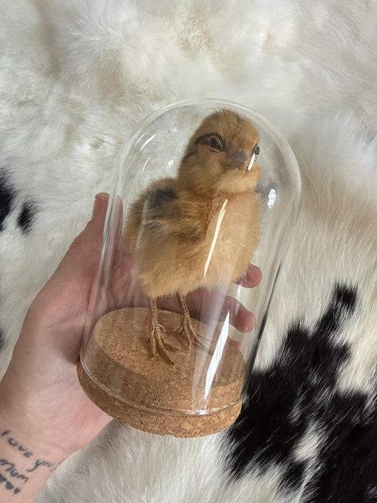 Taxidermy Chick in a Dome