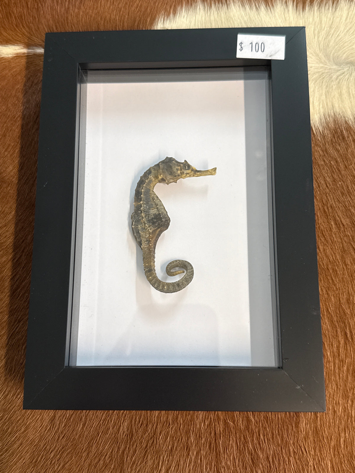 Preserved Seahorse in a Frame