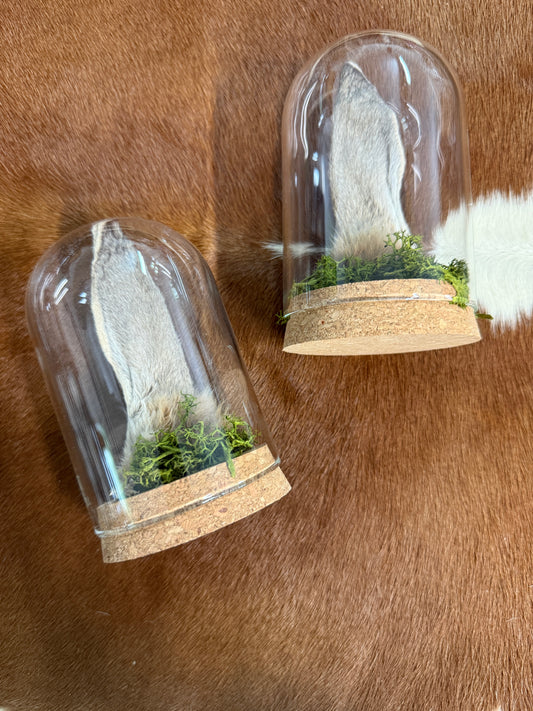 Rabbit Ear Dome - Pumpkin Cat Collectables