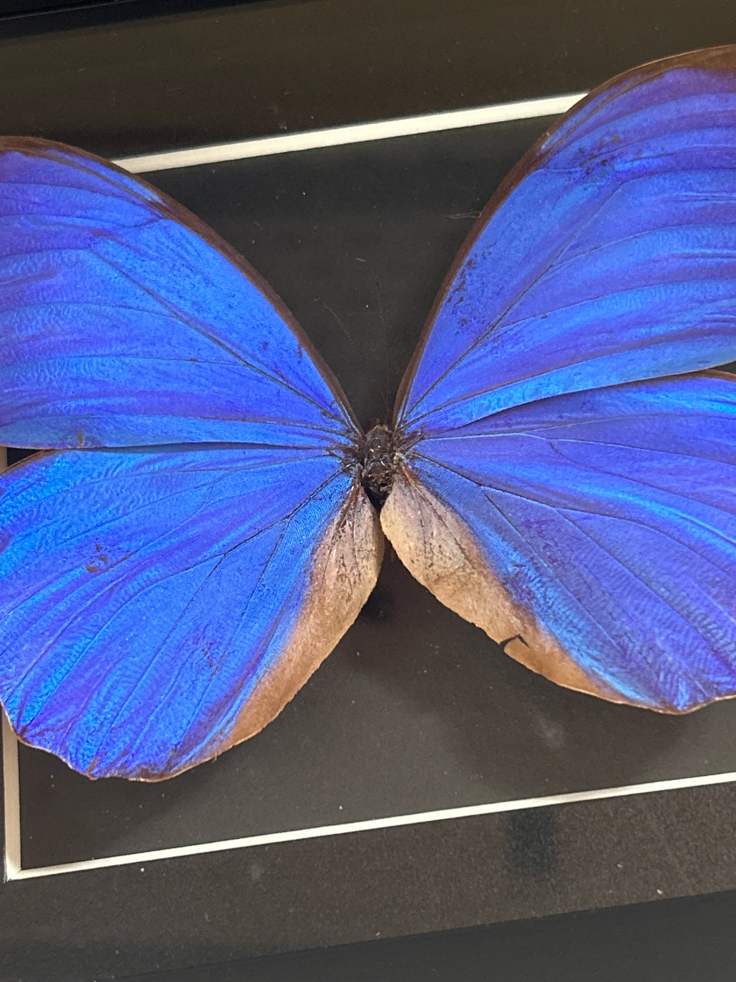 Giant Blue Morpho Butterfly Frame