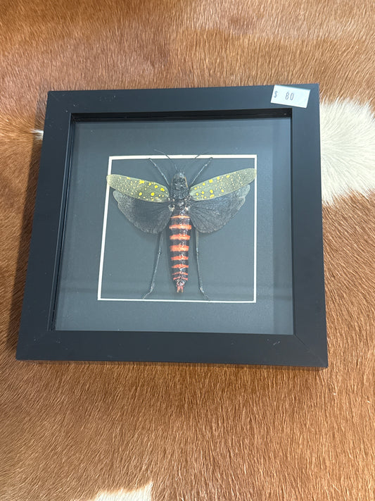 Northern Spotted Grasshopper - Aularches punctatus Frame (xl)