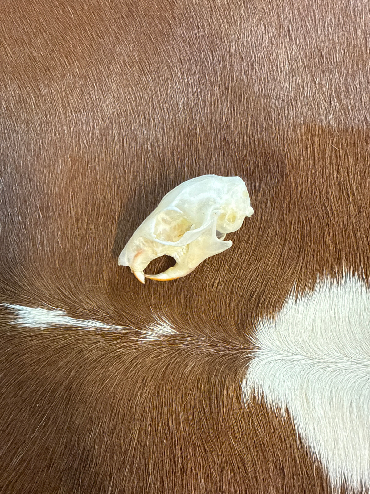 Plantain Squirrel Skull (Callosciurus notatus)