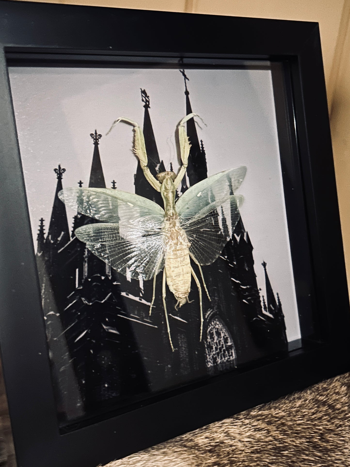 Praying Mantis Cathedral Frame