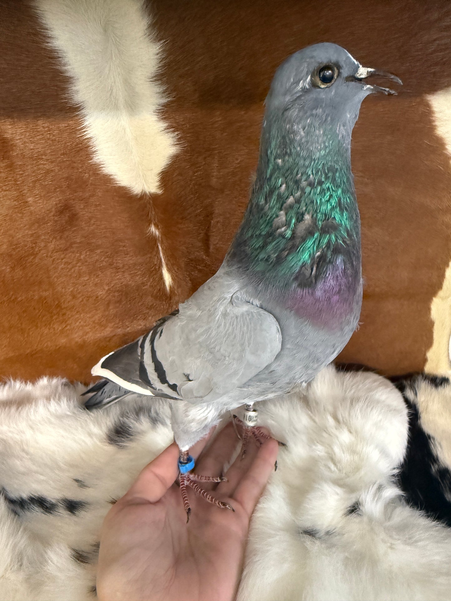 Taxidermy Pigeon 'Kyle' - Pumpkin Cat Collectables
