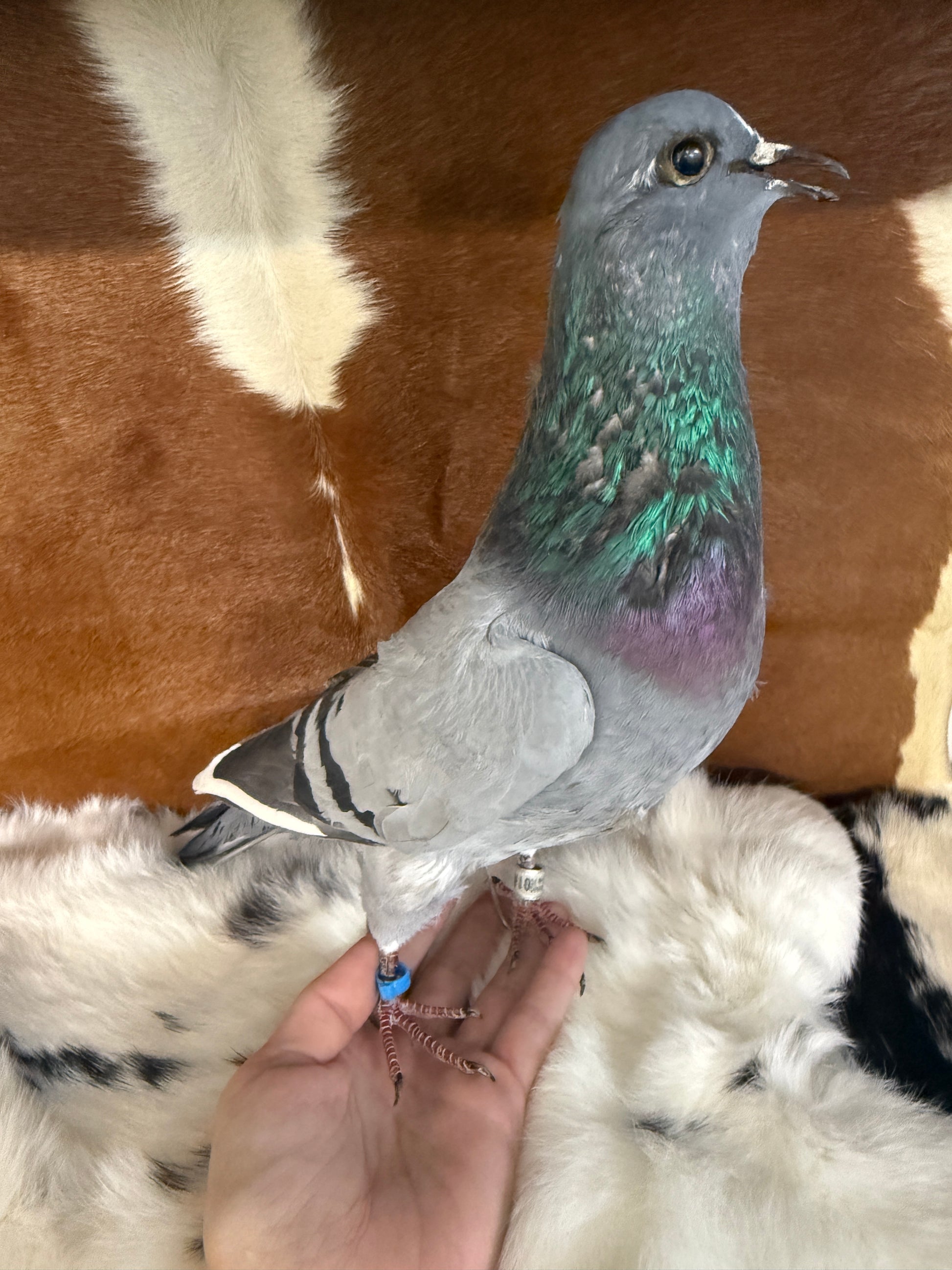 Taxidermy Pigeon 'Kyle' - Pumpkin Cat Collectables