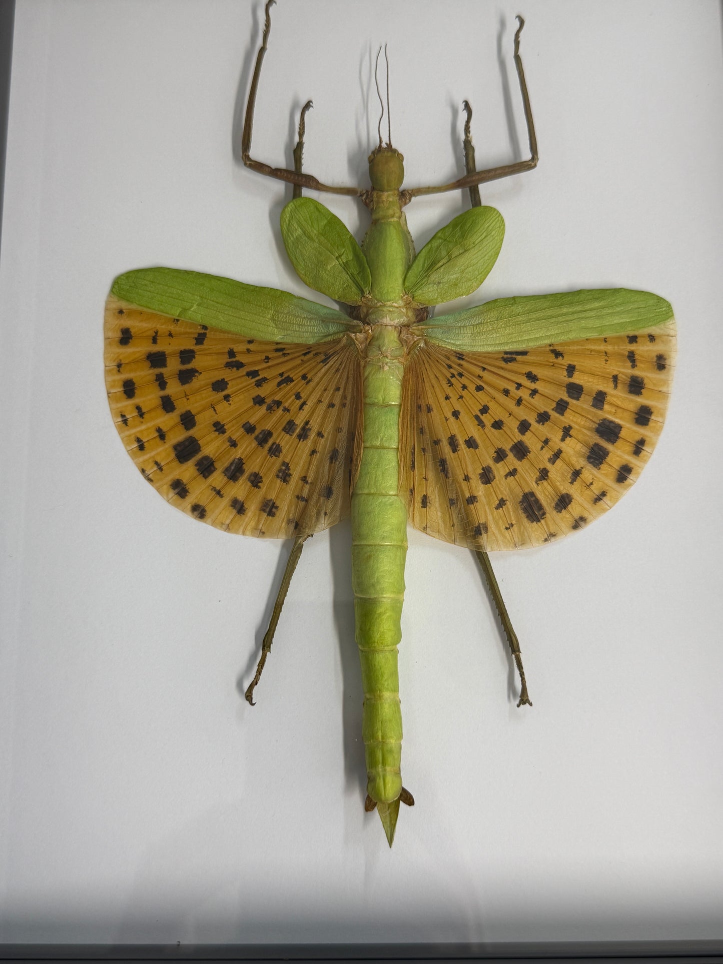 Leopard Stick Insect - Paracyphocrania major in a frame