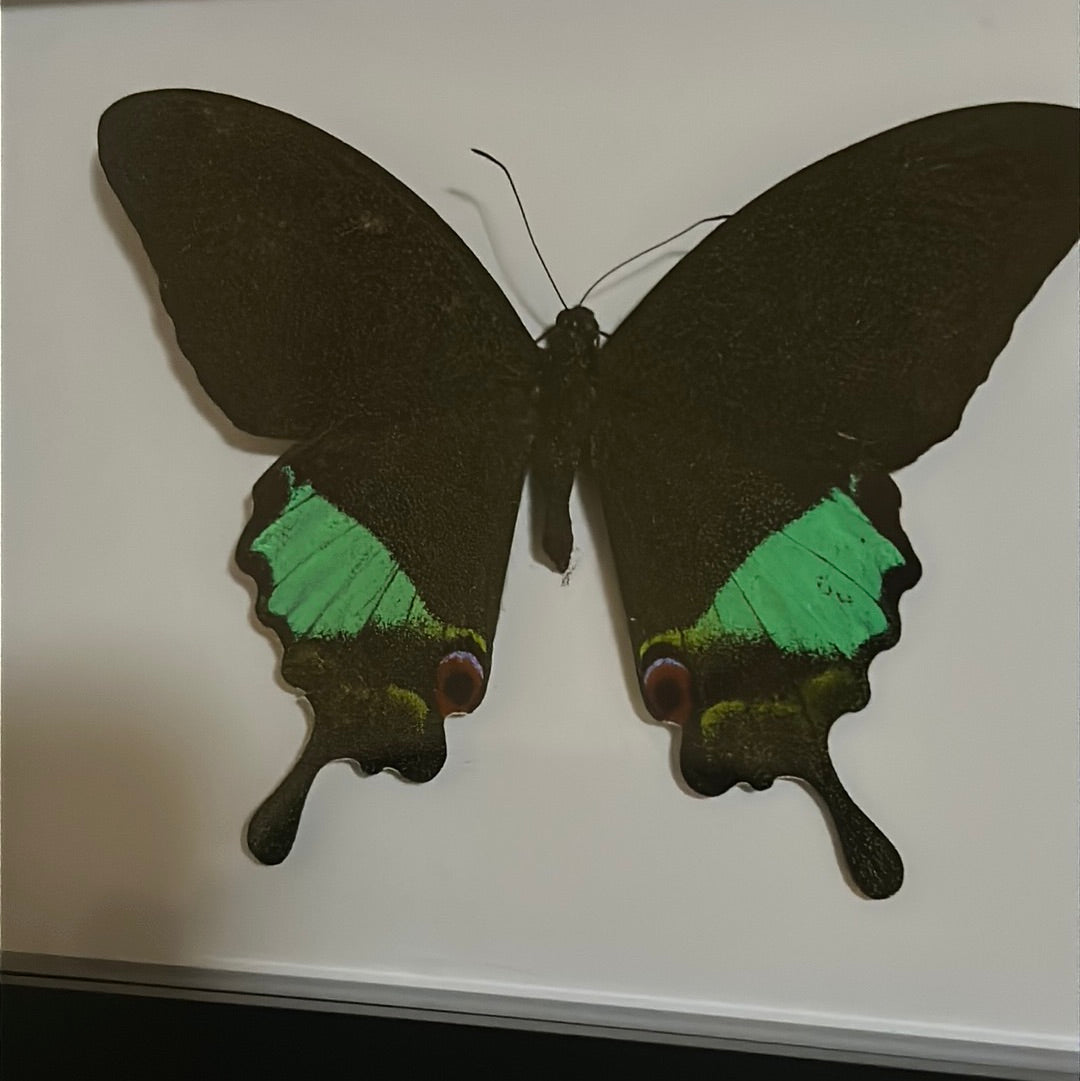 Papilio karna Butterfly in a frame