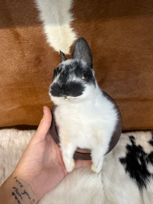 Bunny Bust Wall Mount 'Fry' - Pumpkin Cat Collectables