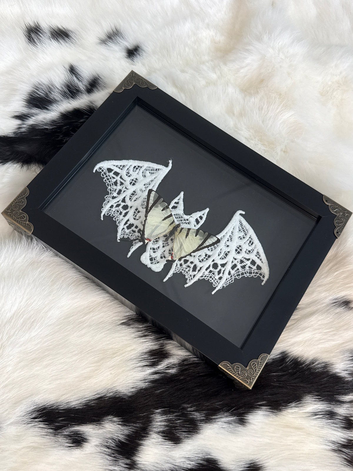 Graphium agetes Butterfly in a Frame